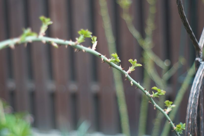  - Martie 2019- Martie 2020