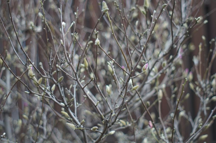  - Martie 2019- Martie 2020