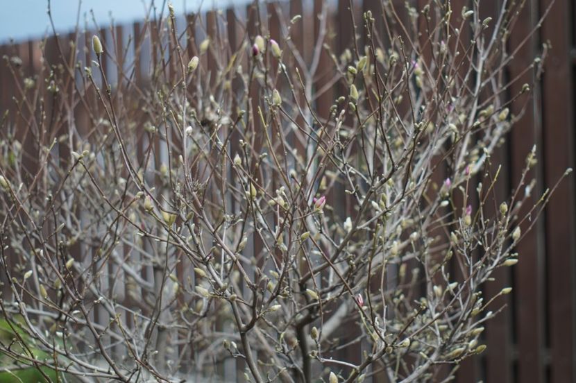  - Martie 2019- Martie 2020