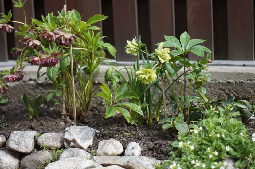  - Martie 2019- Martie 2020