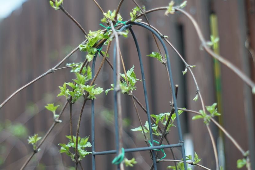  - Martie 2019- Martie 2020