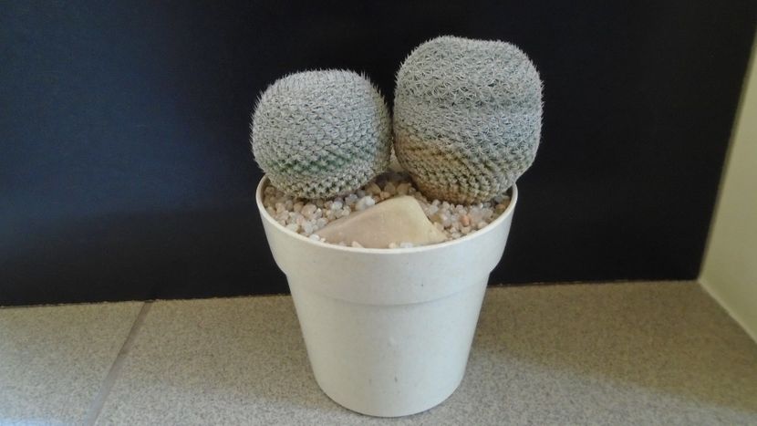 Mammillaria perbella cv. superfina - Cactusi 2020 evolutie