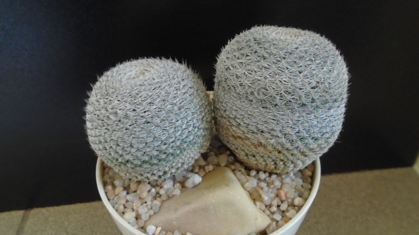 Mammillaria perbella cv. superfina - Cactusi 2020 evolutie