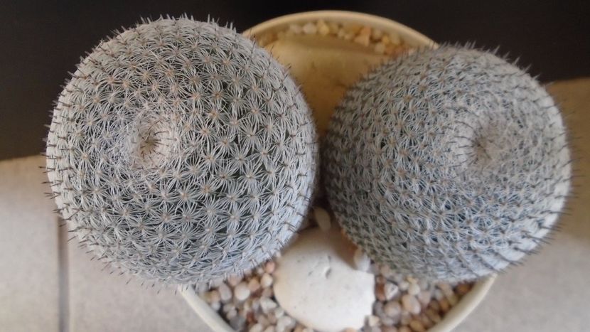 Mammillaria perbella cv. superfina - Cactusi 2020 evolutie