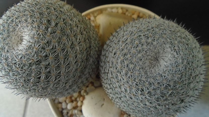 Mammillaria perbella cv. superfina - Cactusi 2020 evolutie