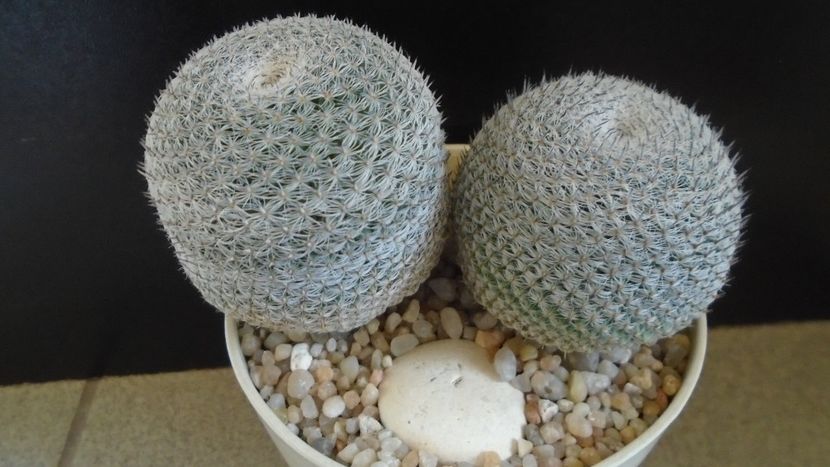 Mammillaria perbella cv. superfina - Cactusi 2020 evolutie