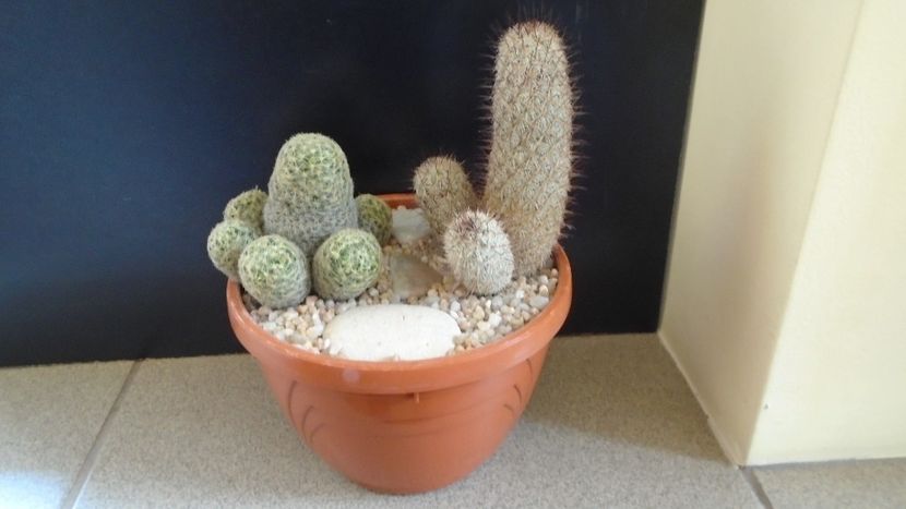 Grup de 2 Mammillaria - Cactusi 2020 evolutie