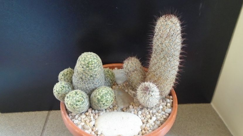 Grup de 2 Mammillaria - Cactusi 2020 evolutie