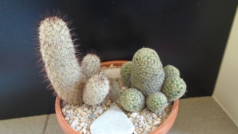 Grup de 2 Mammillaria - Cactusi 2020 evolutie