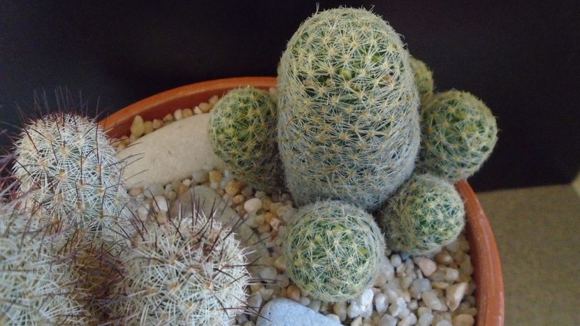 Mammillaria schiedeana ssp. giselae - Cactusi 2020 evolutie