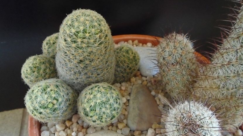 Mammillaria schiedeana ssp. giselae - Cactusi 2020 evolutie