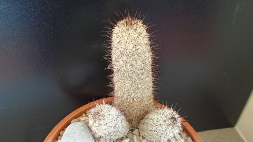Mammillaria microhelia - Cactusi 2020 evolutie