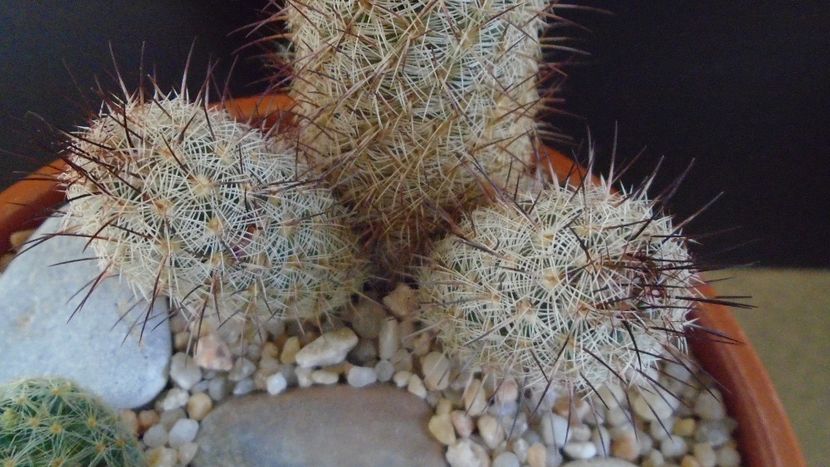 Mammillaria microhelia - Cactusi 2020 evolutie
