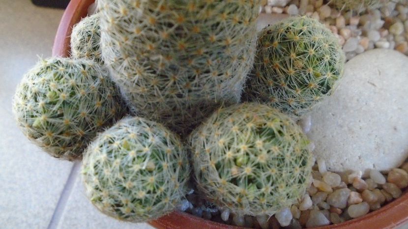 Mammillaria schiedeana ssp. giselae - Cactusi 2020 evolutie