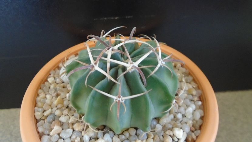 Echinocactus (Homalocephala) texensis - Cactusi 2020 evolutie
