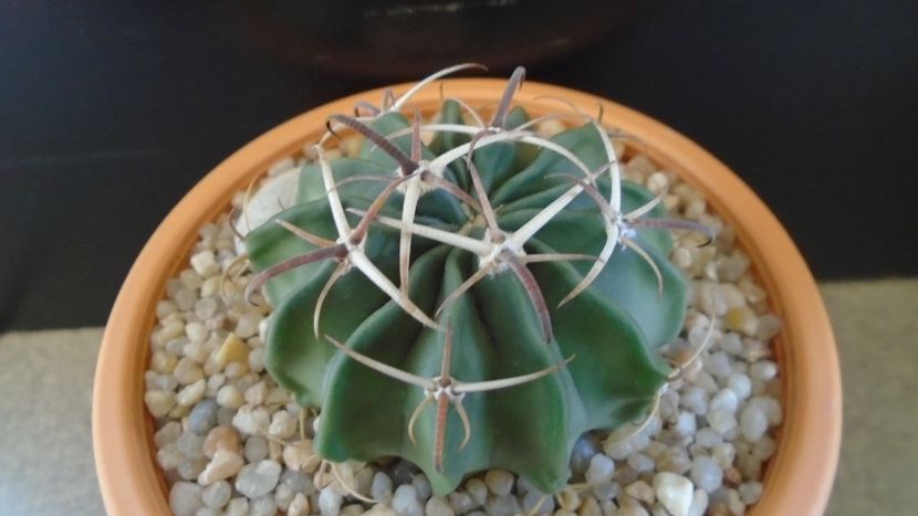 Echinocactus (Homalocephala) texensis - Cactusi 2020 evolutie