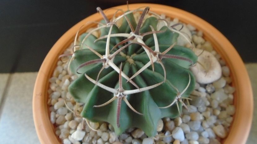 Echinocactus (Homalocephala) texensis - Cactusi 2020 evolutie