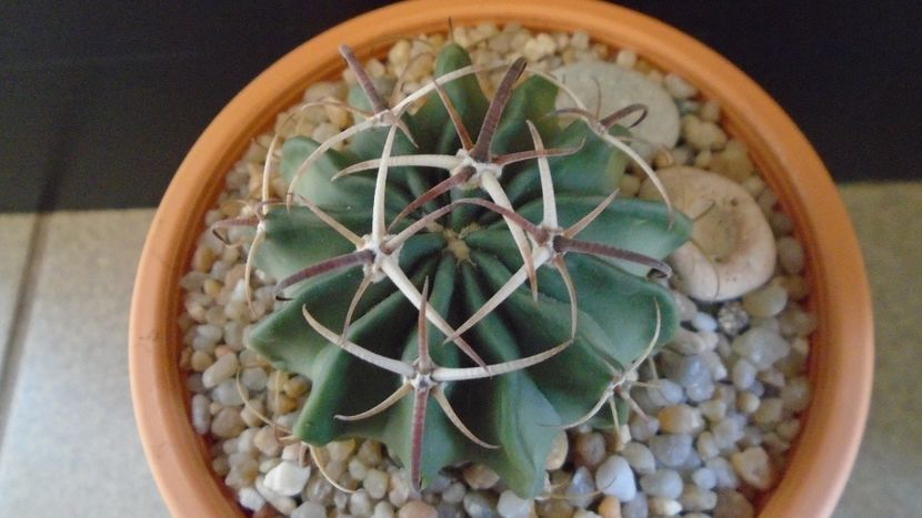 Echinocactus (Homalocephala) texensis - Cactusi 2020 evolutie