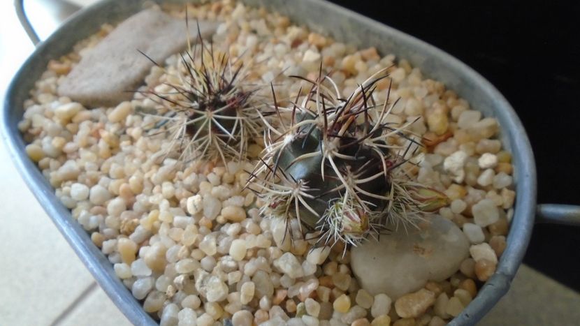 Echinocereus davisi brevispinus & Echinocereus davisi - Cactusi 2020 evolutie