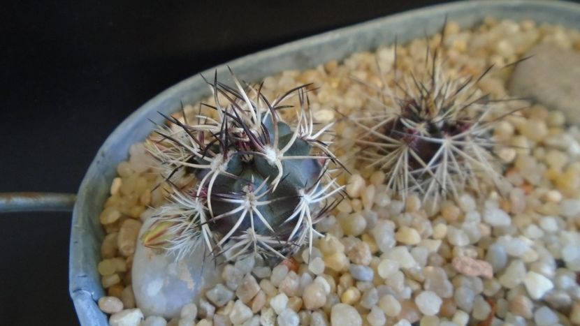 Echinocereus davisi brevispinus & Echinocereus davisi - Cactusi 2020 evolutie