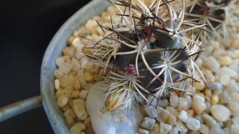Echinocereus davisi brevispinus - Cactusi 2020 evolutie