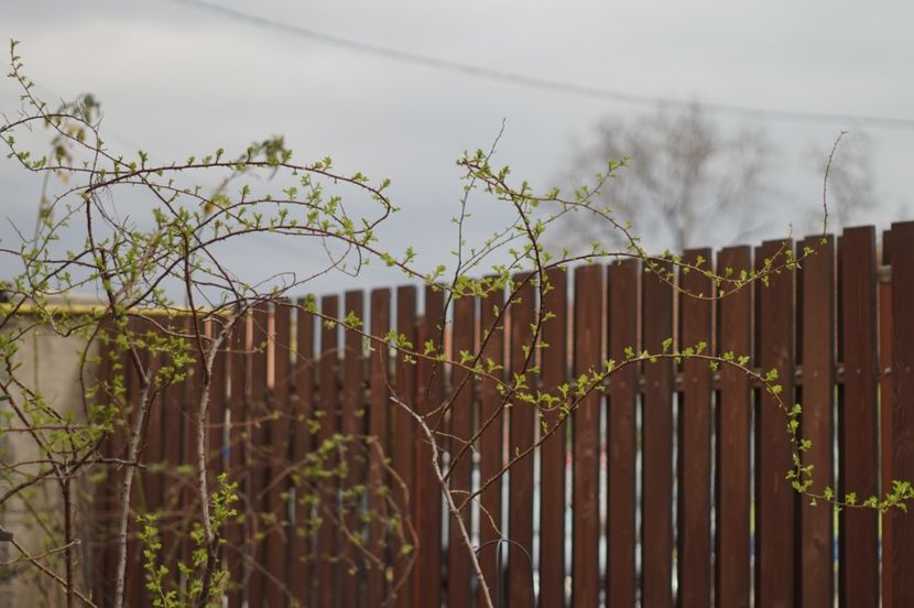  - Martie 2019- Martie 2020