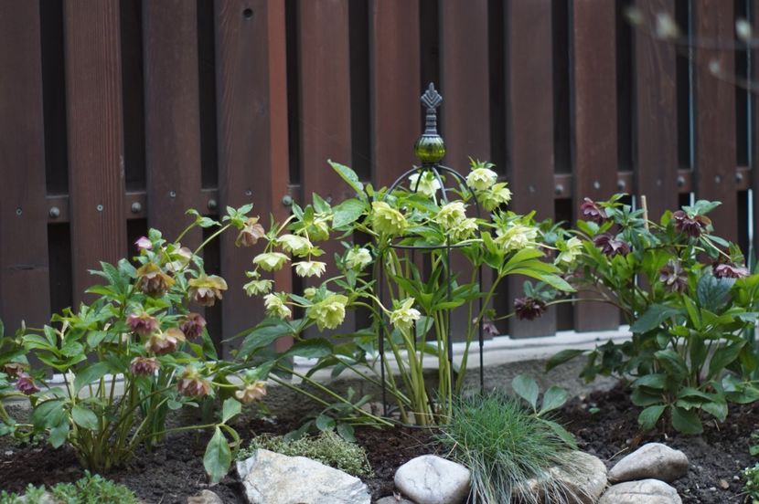  - Martie 2019- Martie 2020