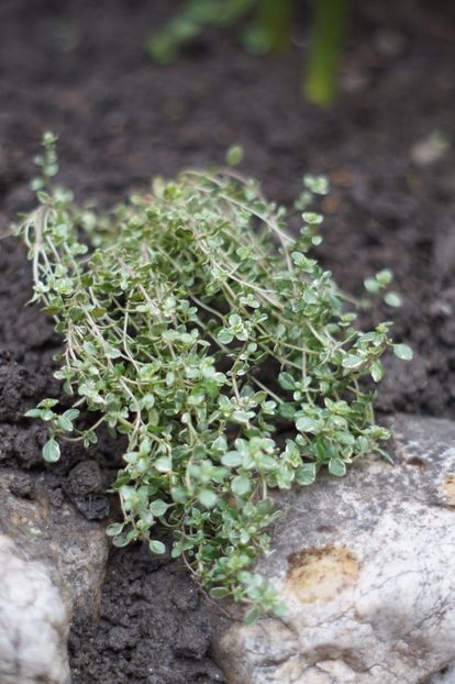  - Martie 2019- Martie 2020