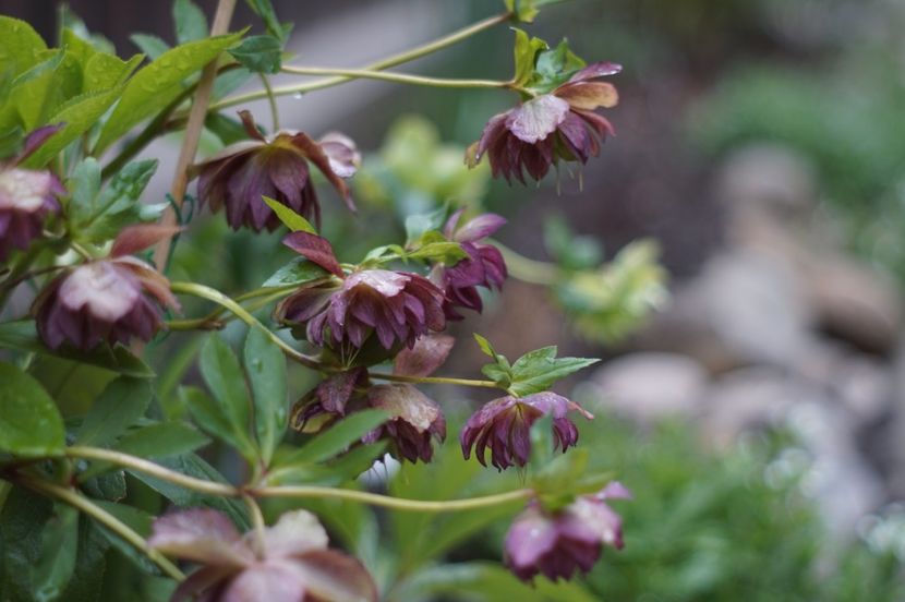  - Martie 2019- Martie 2020