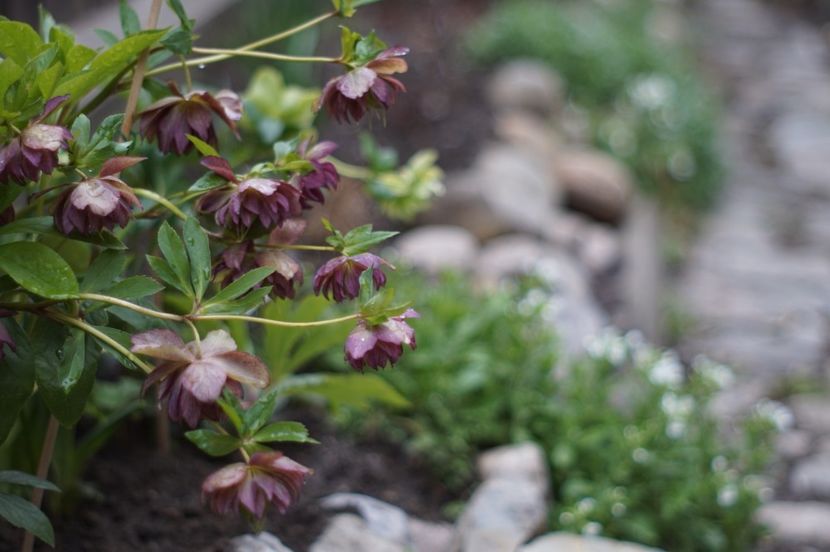  - Martie 2019- Martie 2020