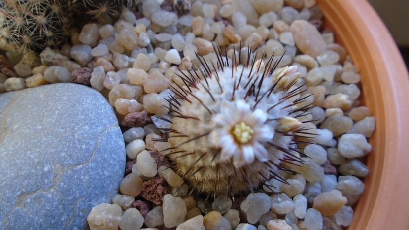 8 mart. 2020: Mammillaria perezdelarosae ssp. andersoniana - Flori in plina iarna