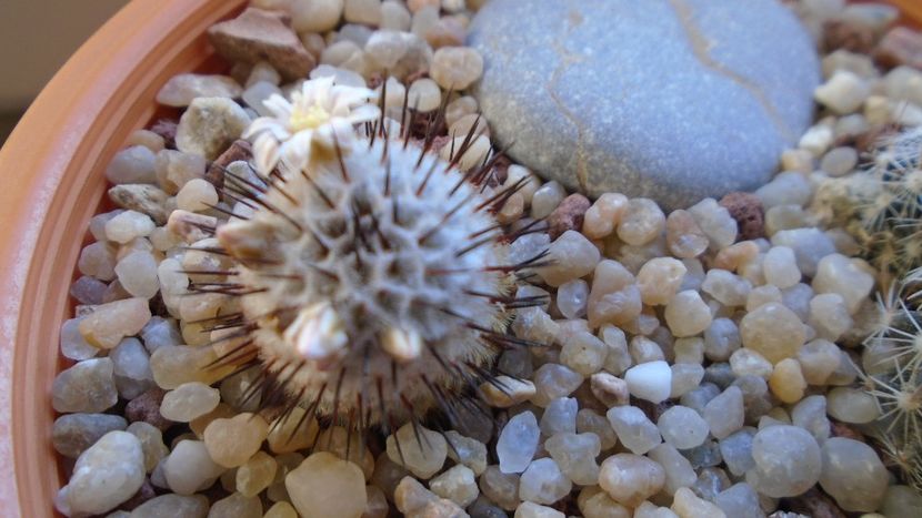 8 mart. 2020: Mammillaria perezdelarosae ssp. andersoniana - Flori in plina iarna