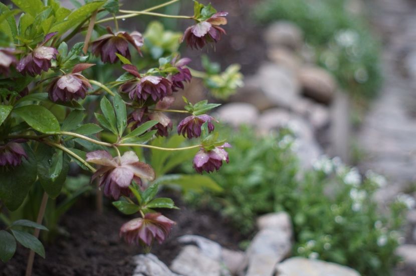  - Martie 2019- Martie 2020