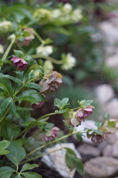  - Martie 2019- Martie 2020