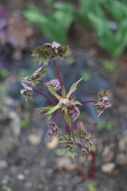  - Martie 2019- Martie 2020