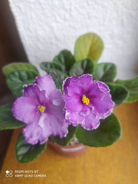 23 martie 2020 - Ultra Violet Nebula