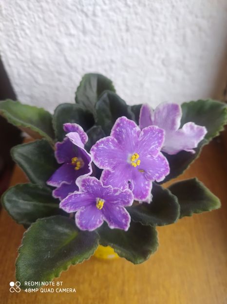 23 martie 2020 - ZZZ_DS Izium