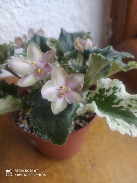 23 martie 2020 - ZZZ_____Wild Irish Rose