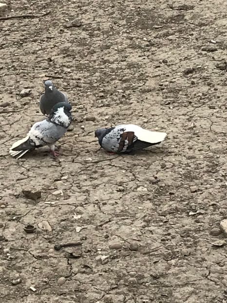 EBBE406E-6A6E-446E-9A3B-6E6A9602ECF9 - Vargati cu dunga alba