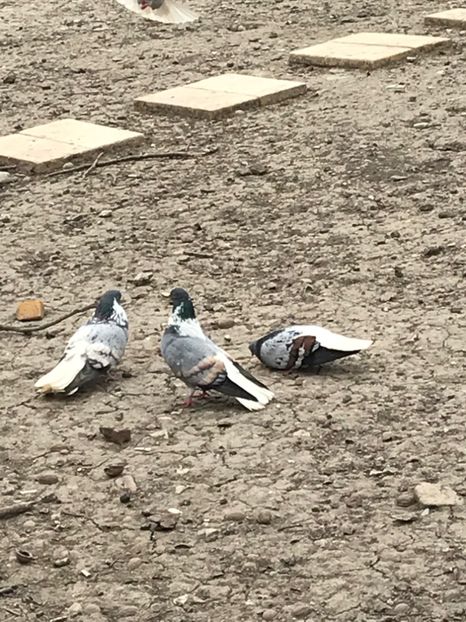 1B2935EB-69EA-405D-A146-4E4CF8ABA678 - Vargati cu dunga alba