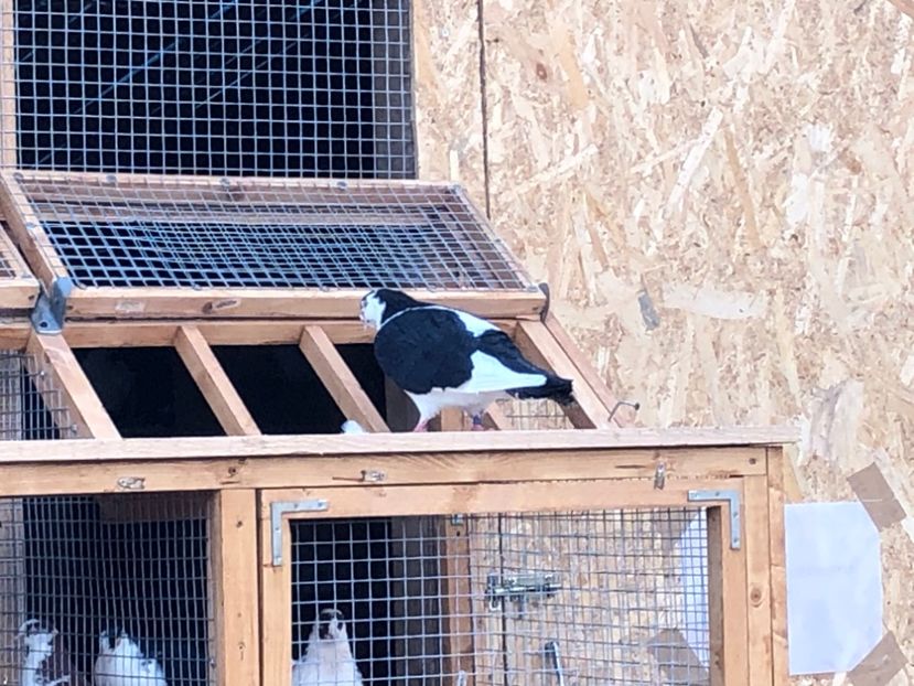  - 00000001 pe afară