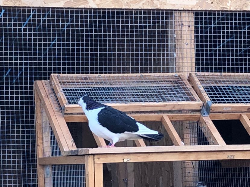  - 00000001 pe afară