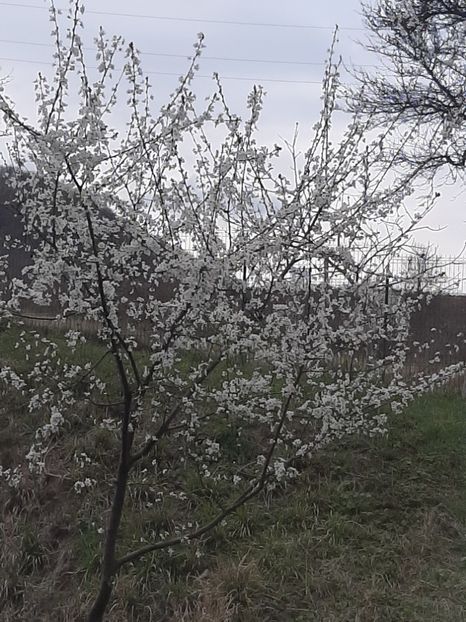  - La țară în martie 2020