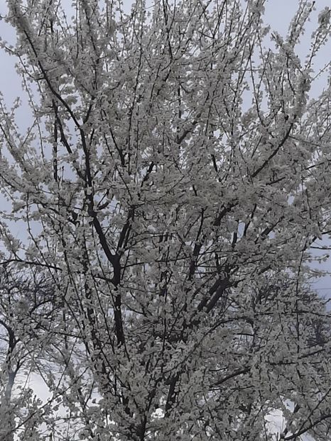  - La țară în martie 2020