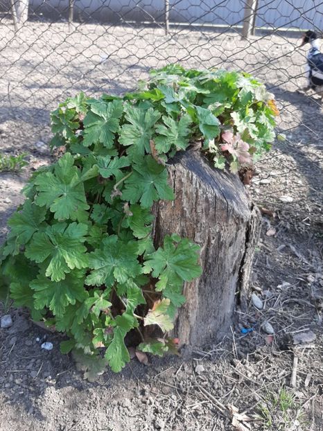  - La țară în martie 2020