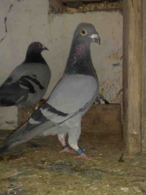  - Pui 2017-2018 -2019-2020 -2021-matca-doici-vind aproape tot lotul