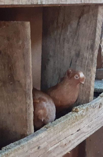  - 8-Jucatorii de Ardeal vechi