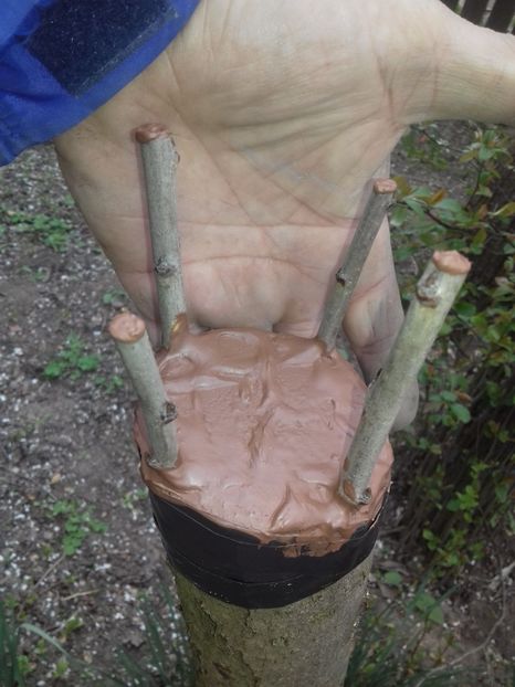 Prune grase subscoarță - altoiri 2020