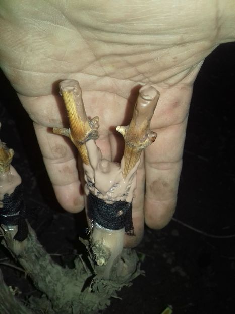 Semicopulatie perfecționata - altoiri 2020