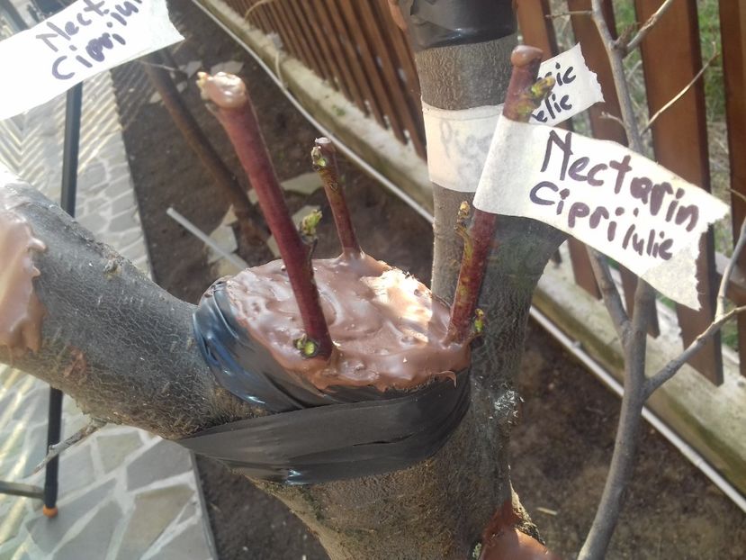 Nectarin iulie Cipri subscoarta - altoiri 2020